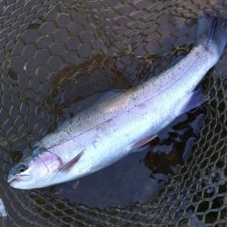 一日中釣れ続いた平谷湖フィッシングスポット